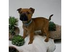 Adopt Bruce a Red/Golden/Orange/Chestnut Terrier (Unknown Type