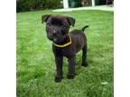 Adopt Susie a Black Terrier (Unknown Type, Medium) / Mixed Breed (Medium) /