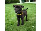 Adopt Susie a Black Terrier (Unknown Type, Small) / Mixed dog in Kenedy