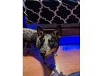 Adopt Bluey a Gray/Blue/Silver/Salt & Pepper Australian Cattle Dog / Mixed dog