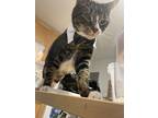 Adopt Tip (Bonded with Cara) a Brown Tabby Tabby / Mixed (medium coat) cat in
