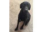 Adopt Bruno a Black Labrador Retriever / Mixed dog in Garner, NC (41367764)