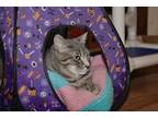 Adopt Roscoe a Gray, Blue or Silver Tabby Domestic Shorthair / Mixed Breed
