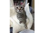 Adopt Bernadette a Brown Tabby Domestic Shorthair / Mixed (short coat) cat in