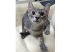 Adopt Raj a Gray, Blue or Silver Tabby Domestic Shorthair / Mixed (short coat)