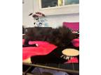 Adopt La Brea a All Black Domestic Longhair (long coat) cat in Escondido