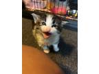 Adopt La Mirada a Brown Tabby Domestic Longhair (long coat) cat in Escondido