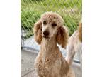 Adopt Lauren a Tan/Yellow/Fawn - with White Standard Poodle / Mixed dog in South