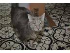 Adopt Dustin a Gray or Blue Domestic Shorthair / Mixed Breed (Medium) / Mixed