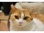 Adopt Goldie a Orange or Red Domestic Shorthair / Manx / Mixed (short coat) cat