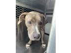 Adopt Francois a Brown/Chocolate American Pit Bull Terrier / Mixed dog in Fort