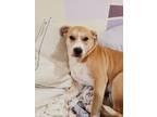 Adopt Lucy a Tan/Yellow/Fawn - with White American Staffordshire Terrier /