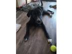 Adopt Kishimoto a Black - with White Labrador Retriever / Border Collie / Mixed