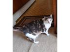 Adopt Not given a Calico or Dilute Calico Calico / Mixed (short coat) cat in