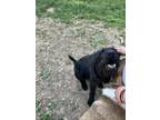 Adopt Sparky a Black Labrador Retriever / Schnauzer (Giant) / Mixed dog in