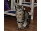 Adopt Wendy a Gray or Blue Domestic Shorthair / Domestic Shorthair / Mixed