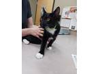 Adopt Rider a All Black Domestic Shorthair / Domestic Shorthair / Mixed cat in