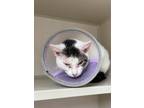 Adopt Vera Wang (Not Available) a White Domestic Shorthair / Domestic Shorthair