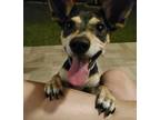 Adopt Joey a Black - with Tan, Yellow or Fawn Mixed Breed (Small) / Mixed dog in
