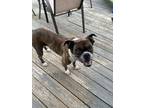 Adopt Rocky a Brindle Boxer / Mixed dog in Tallmadge, OH (41367740)