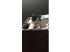 Adopt Jack a Black & White or Tuxedo Domestic Shorthair / Mixed (short coat) cat