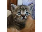 Adopt Velma a Tiger Striped Tabby (short coat) cat in St. Marys, WV (41367728)