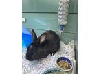 Adopt Alamo - VIP a Black Other/Unknown / Other/Unknown / Mixed rabbit in