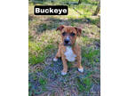 Adopt Buckeye a Tan/Yellow/Fawn Terrier (Unknown Type, Medium) / Mixed Breed