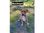 Adopt Buckeye a Tan/Yellow/Fawn Terrier (Unknown Type, Small) / Mixed dog in