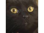 Adopt Lucy a All Black American Shorthair / Mixed (short coat) cat in Beaumont
