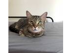Adopt Avocado a Brown Tabby American Shorthair / Mixed (medium coat) cat in