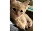 Adopt Butternut a Orange or Red Domestic Shorthair (short coat) cat in