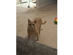 Adopt Kitty a Orange or Red Tabby Tabby / Mixed (medium coat) cat in Raleigh