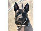 Adopt Axel a Black - with White German Shepherd Dog / American Pit Bull Terrier