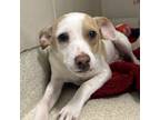 Adopt Bubby a White Mixed Breed (Small) / Mixed dog in Carrollton, TX (41367520)