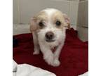 Adopt Jhonny a Tan/Yellow/Fawn Mixed Breed (Small) / Mixed dog in Carrollton