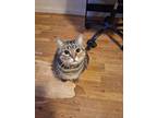 Adopt Missy a Tiger Striped Tabby / Mixed (short coat) cat in Bakersfield