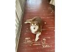 Adopt Simba a Brown/Chocolate - with White Husky / Samoyed / Mixed dog in