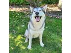 Adopt Elsa a Gray/Blue/Silver/Salt & Pepper Siberian Husky dog in Lathrop