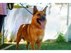 Adopt Willie Nelson-In a foster home a Tan/Yellow/Fawn German Shepherd Dog /