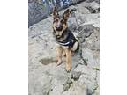Adopt Mea a Black - with Tan, Yellow or Fawn German Shepherd Dog / Mixed dog in