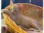 Adopt Gizmo a Orange or Red Tabby Domestic Shorthair (short coat) cat in