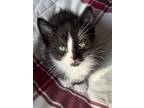 Adopt Kerby a Domestic Shorthair / Mixed cat in Prince George, BC (41367624)