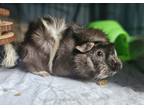 Adopt Koopa Troopa a Guinea Pig small animal in Comox, BC (41367614)