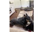 Adopt Wesson a Merle Australian Cattle Dog / Mixed dog in Maple Ridge