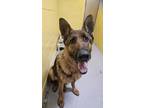 Adopt Charlie a German Shepherd Dog / Mixed dog in Chilliwack, BC (41367611)