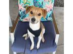 Adopt Copper a Tricolor (Tan/Brown & Black & White) Beagle dog in Lathrop