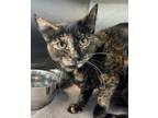 Adopt Coco Pebbles a Orange or Red Domestic Shorthair / Domestic Shorthair /