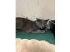 Adopt La Nina a Gray or Blue Domestic Shorthair / Domestic Shorthair / Mixed cat