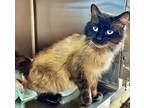 Adopt Zan a Brown or Chocolate Siamese / Domestic Shorthair / Mixed cat in